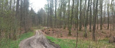 Dylewska Góra, parking ↔ Dojazd pożarowy nr 19