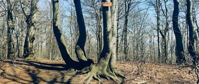 Zimna Polanka ↔ Kalenica