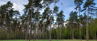 Aleksandria Krzywowolska ↔ Rozejście szlaków