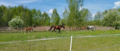 Rozejście szlaków niebieski / żółty ↔ Dębe Wielkie, stacja kolejowa [Olesin, ul. Ogrodowa]