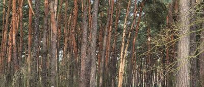 Samice, cmentarz z I Wojny Światowej ↔ Rozejście szlaków