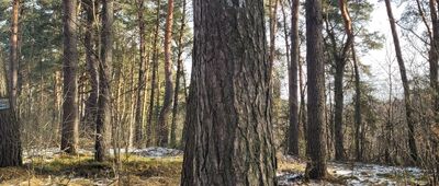 Samice, cmentarz z I Wojny Światowej