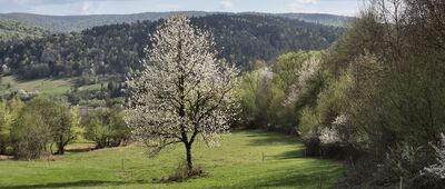 Krempna, granica parku narodowego ↔ Krempna