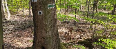 Lubomia, Światłowiec