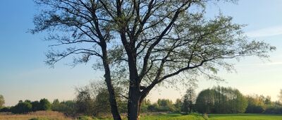 Latoszki, rozejście szlaków ↔ Park Natoliński