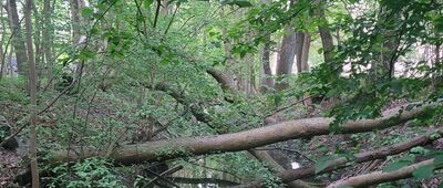 Park Natoliński ↔ Warszawa, ul. Orszady