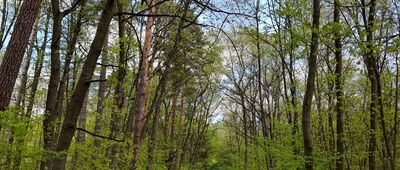 Tarnobrzeg, Wygon ↔ Tarnobrzeg, Las Zwierzyniec