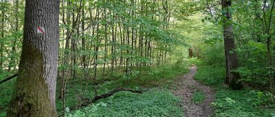 Rozejście szlaków ↔ Tarnobrzeg, ul. Borów