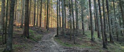 Czarna Młaka, skrzyżowanie