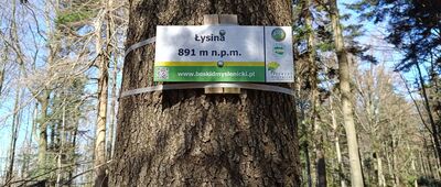 Łysina
