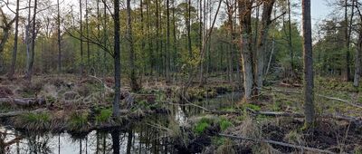 Przytór ↔ Międzyzdroje, ul. Nadbrzeżna [Czerwony szlak Przytór - Międzyzdroje]