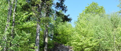 Studánka pod Jánským vrchem ↔ Okrzeszyn, odejście szlaku zielonego