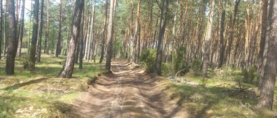 Dybowo ↔ Przyłubie