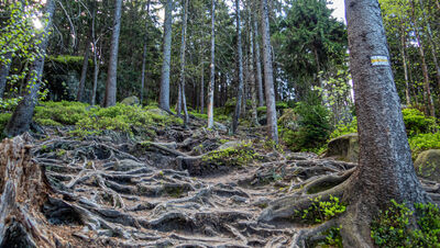 Żółty szlak na Szczeliniec Wielki