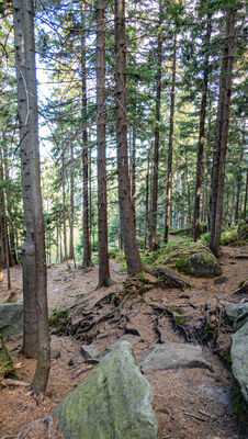 Żółty szlak na Szczeliniec Wielki