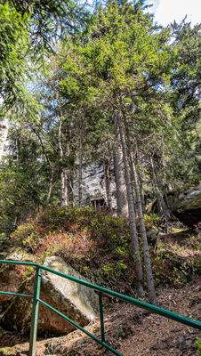 Formacje skalne na Szczelińcu Wielkim