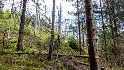 Las wzdłuż żółtego szlaku