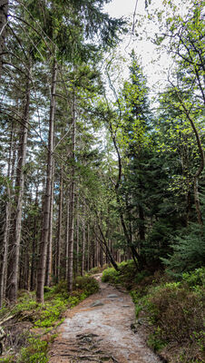 Las wzdłuż żółtego szlaku