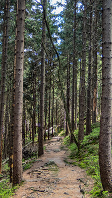 Las wzdłuż żółtego szlaku