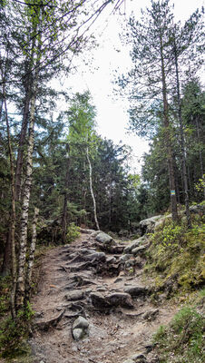 Las wzdłuż zielono-żółtego szlaku