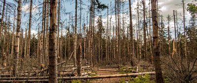 Dylówka, skrzyżowanie szlaków ↔ Skalna Furta [Las wzdłuż zielono-żółtego szlaku]