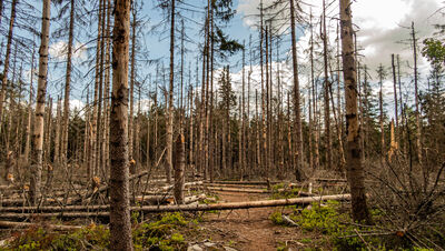 Las wzdłuż zielono-żółtego szlaku