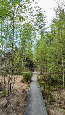 Kładka w kierunku Skały Puchacza