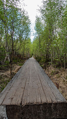 Kładka w kierunku Skały Puchacza