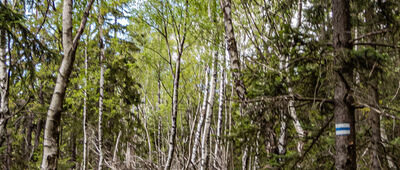 Odejście do Skalnej Czaszki [Las wzdłuż niebieskiego szlaku]