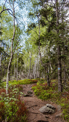 Las wzdłuż niebieskiego szlaku