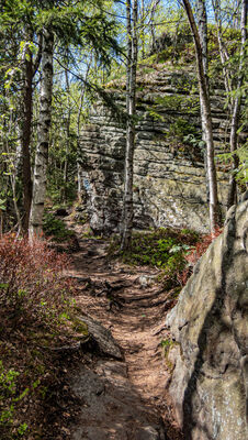 Las wzdłuż niebieskiego szlaku