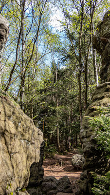 Las wzdłuż niebieskiego szlaku