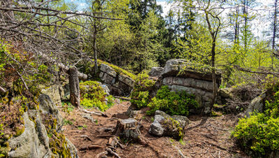 Las w okolicy Kopy Śmierci
