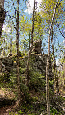 Las w okolicy Kopy Śmierci