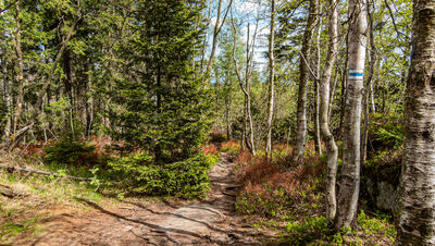 Las wzdłuż niebieskiego szlaku