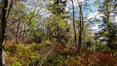 Las wzdłuż niebieskiego szlaku