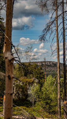Las wzdłuż niebieskiego szlaku