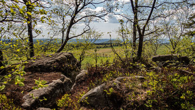 Las wzdłuż niebieskiego szlaku