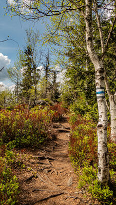 Las wzdłuż niebieskiego szlaku