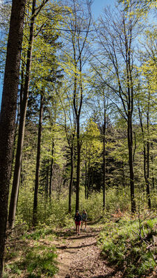 Las wzdłuż czarnego szlaku