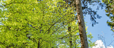 Jelenia Polana ↔ Przełęcz Walimska, parking [Las wzdłuż czarnego szlaku]
