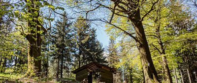 Jelenia Polana [Jelenia Polana]