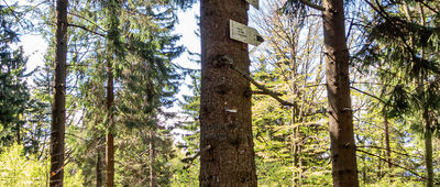 Jelenia Polana [Jelenia Polana]