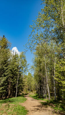 Las wzdłuż niebieskiego szlaku