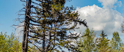 Przełęcz Walimska, parking ↔ Rozdroże między Sowami [Las wzdłuż niebieskiego szlaku]