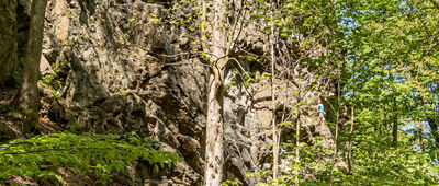 Stara Leśniczówka ↔ Pod Zwierzyńcem [Skały pod Zwierzyńcem]