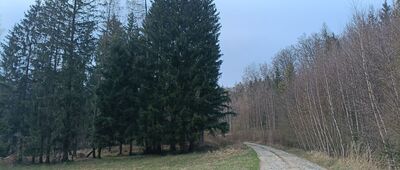 Jaskinia Radochowska