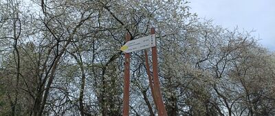Radochów, droga główna