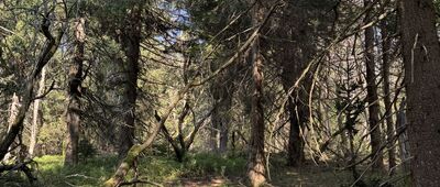 Kutná ↔ Pod Dvorským lesem