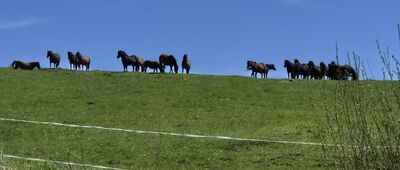 Torfowisko Wołosate, wiata ↔ Wołosate, początek/koniec Głównego Szlaku Beskidzkiego
